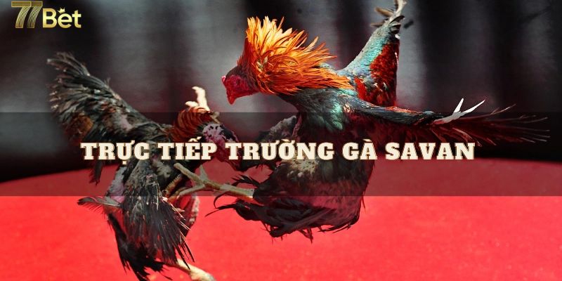 Các giải đấu được trường gà Savan tổ chức