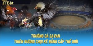 Trường gà Savan