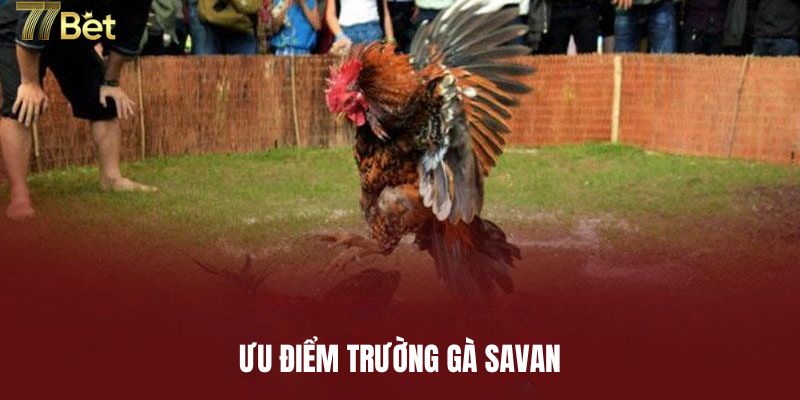 Ưu điểm tạo nên sức hút của trường gà Savan